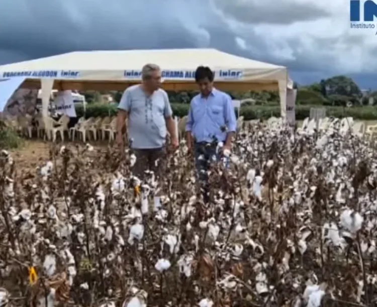 Polímero micronizado mejora cultivos de algodón en Santa Cruz