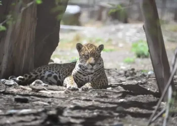 Los jaguares que llegaron de Santa Cruz a Bioparque Vesty Pakos se adaptan y están saludables