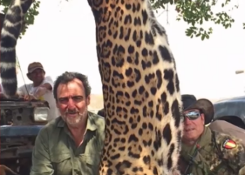 Investigan caza ilegal de jaguares en el oriente boliviano