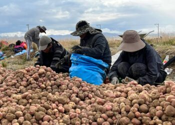 La producción de papa incrementó en más de 23.000 hectáreas durante 2024