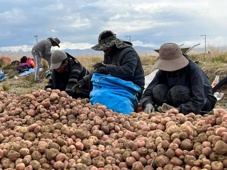 La producción de papa incrementó en más de 23.000 hectáreas durante 2024