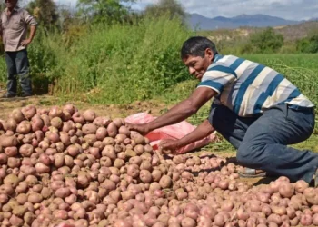 Bolivia registra 2.423 variedades de papa, según el INIAF