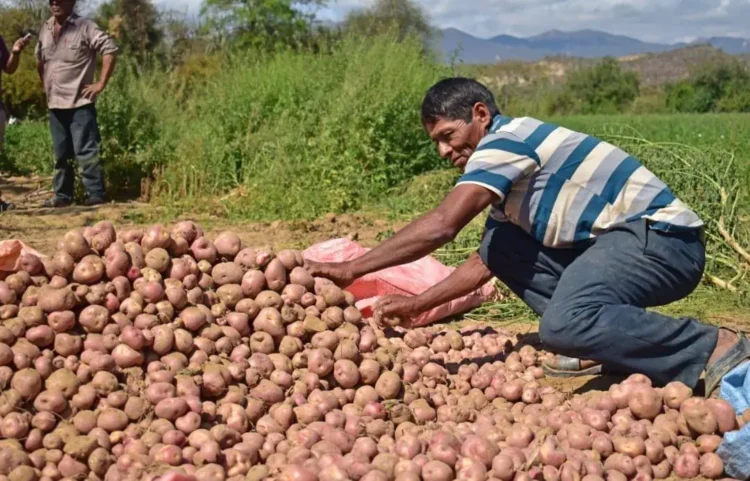 Bolivia registra 2.423 variedades de papa, según el INIAF