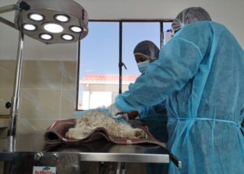 El Cemzoo realiza esterilizaciones a bajo costo