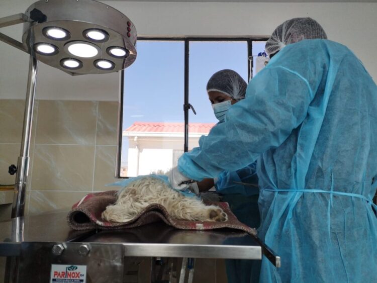 El Cemzoo realiza esterilizaciones a bajo costo