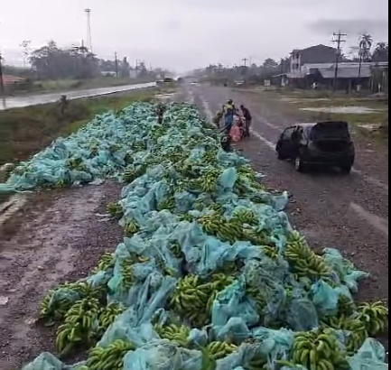 Productores de banana arrojan toneladas de fruta en la carretera debido a bloqueos