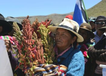 Gobierno impulsa producción biointensiva de quinua para fortalecer seguridad alimentaria