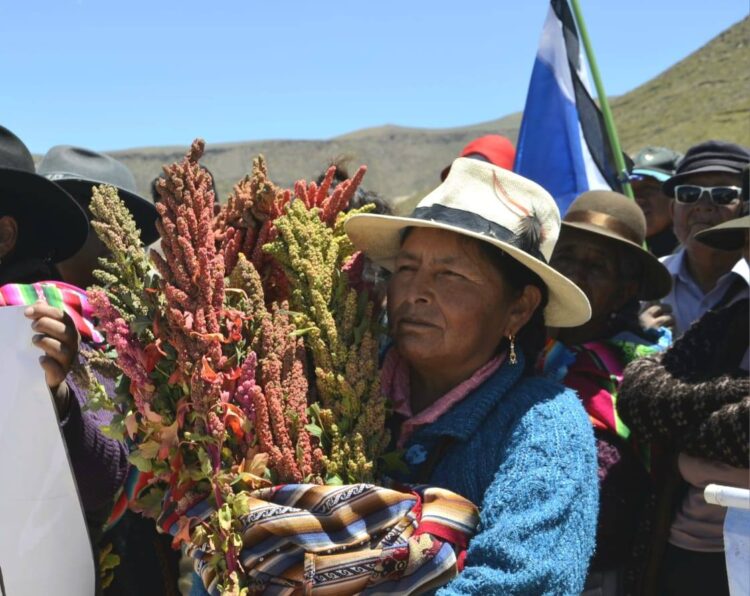 Gobierno impulsa producción biointensiva de quinua para fortalecer seguridad alimentaria