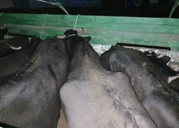 Incautan 13 reses en ruta La Paz-Oruro y serán vendidas por Emapa