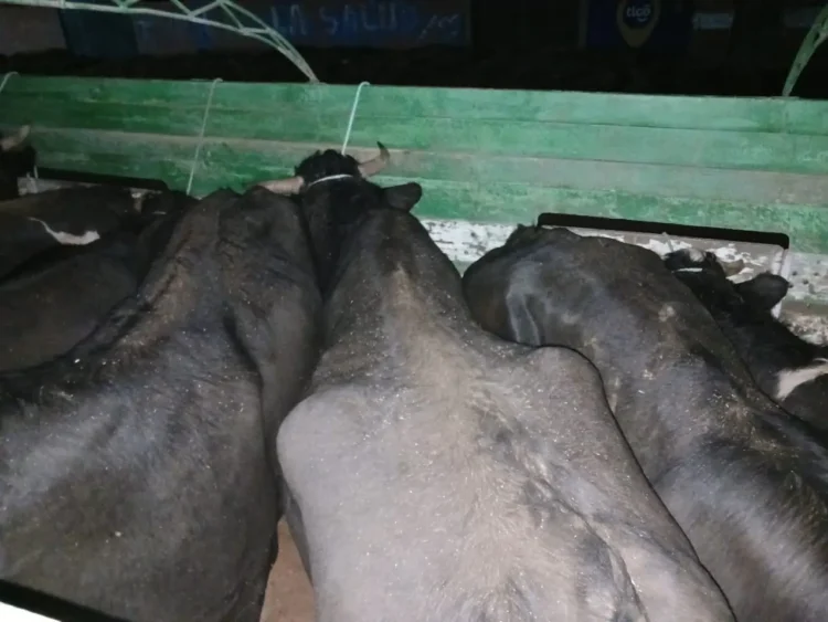 Incautan 13 reses en ruta La Paz-Oruro y serán vendidas por Emapa