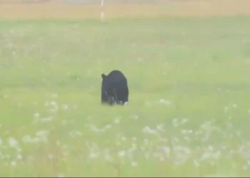 El oso negro apareció en el aeropuerto de Yamagata/Captura de video