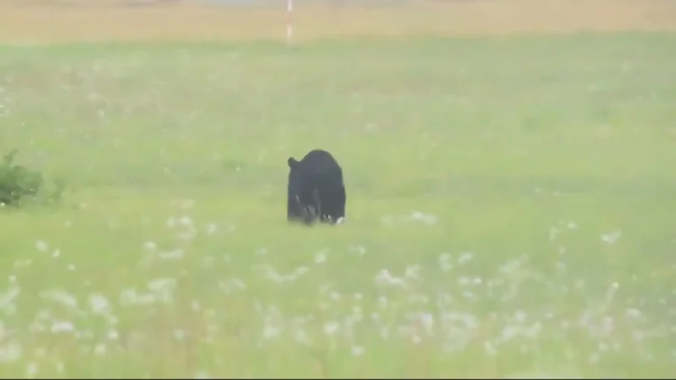 El oso negro apareció en el aeropuerto de Yamagata/Captura de video