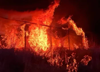 Los viveros fueron destruidos por la FELCN/FELCN