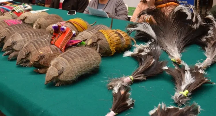 Artículos con el uso de fauna silvestre decomisados. FOTO: GADLP