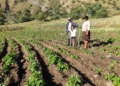 agro