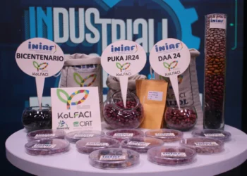 INIAF libera frijoles Bicentenario y Puka JR24 con alto rendimiento
