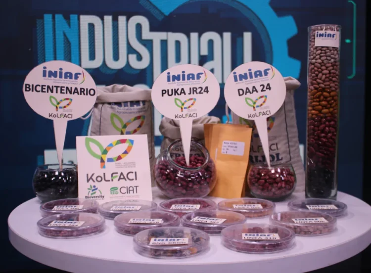INIAF libera frijoles Bicentenario y Puka JR24 con alto rendimiento
