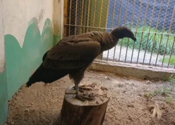 Un cóndor andino será liberado este sábado por el equipo técnico del Bioparque Municipal Vesty Pakos, FOTO AMUN