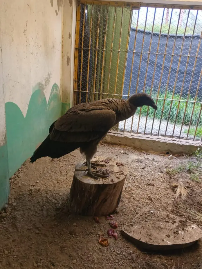 Un cóndor andino será liberado este sábado por el equipo técnico del Bioparque Municipal Vesty Pakos, FOTO AMUN