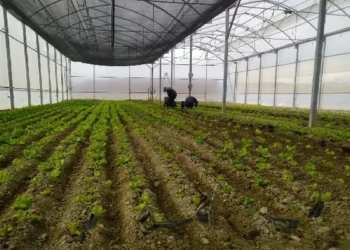 Sinchi Wayra promueve cultivos de hortalizas en más de 4 mil metros de altura