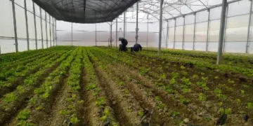 Sinchi Wayra promueve cultivos de hortalizas en más de 4 mil metros de altura