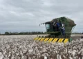 Gobierno inicia cosecha grande de algodón en Santa Cruz