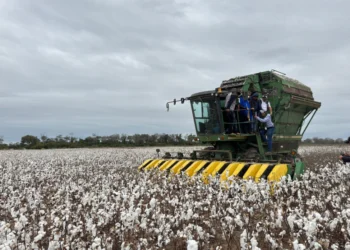 Gobierno inicia cosecha grande de algodón en Santa Cruz