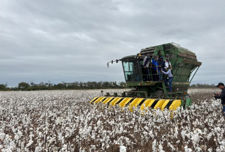Gobierno inicia cosecha grande de algodón en Santa Cruz