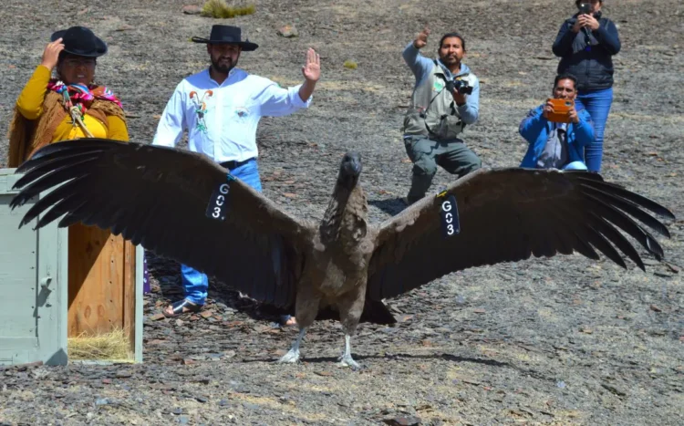 Ancoma, el cóndor andino, volvió a surcar por los cielos tras su recuperación. FOTO: MMyA