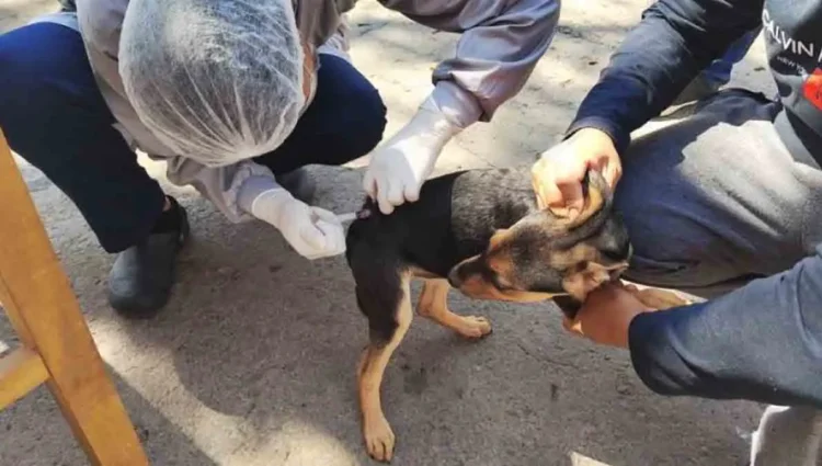 La Alcaldía de Sucre reportó un nuevo caso de rabia canina. FOTO: RRSS