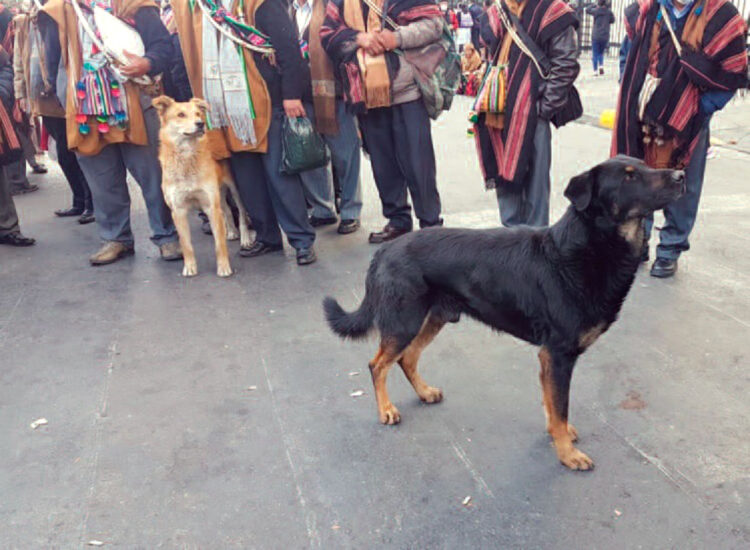 ‘Pantera’, el guardián de El Prado paceño y amigo de los vecinos