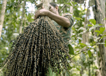 Asaí, fruto originario de las regiones amazónicas. Foto: MUSEF.