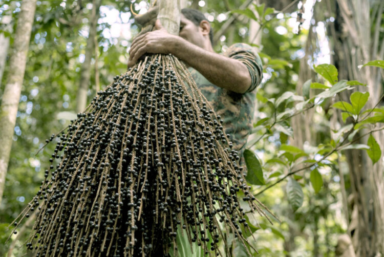 Asaí, fruto originario de las regiones amazónicas. Foto: MUSEF.