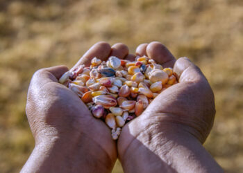 ‘Crianza mutua’ y alimentación son el menú de la RAE