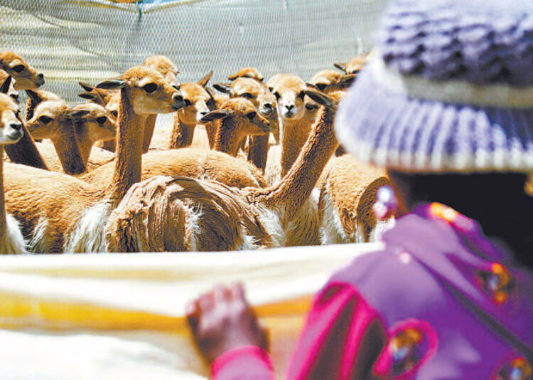 Caza ilegal de vicuñas: Pofoma detecta tres ferias alteñas donde comercializan la lana
