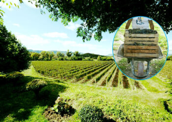 Bolivia exporta vino y singani a seis países