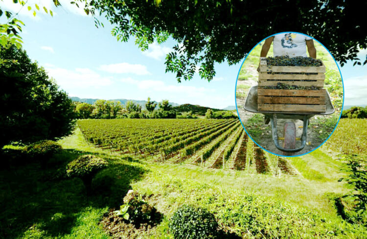 Bolivia exporta vino y singani a seis países