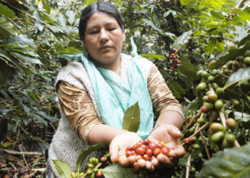 El valor de las ventas externas de café crece un 52% hasta julio