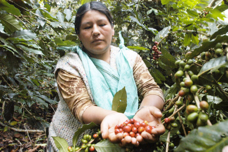 El valor de las ventas externas de café crece un 52% hasta julio