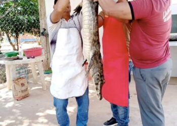Territorios indígenas apuestan por la venta de carne de lagarto