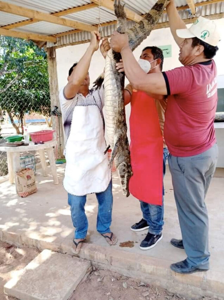 Territorios indígenas apuestan por la venta de carne de lagarto