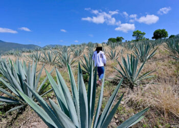 El mezcal mexicano y los riesgos de la sobreexplotación