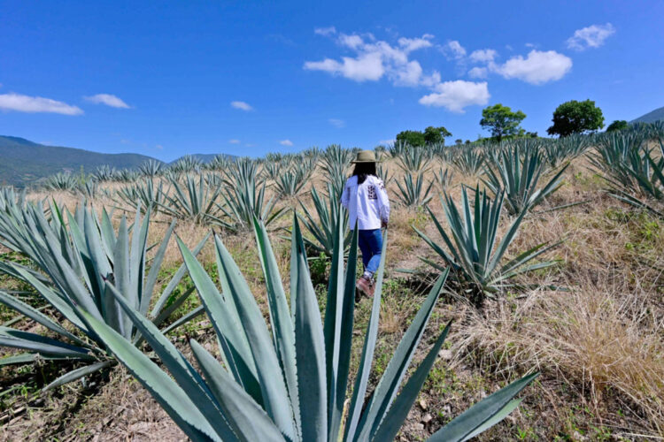 El mezcal mexicano y los riesgos de la sobreexplotación