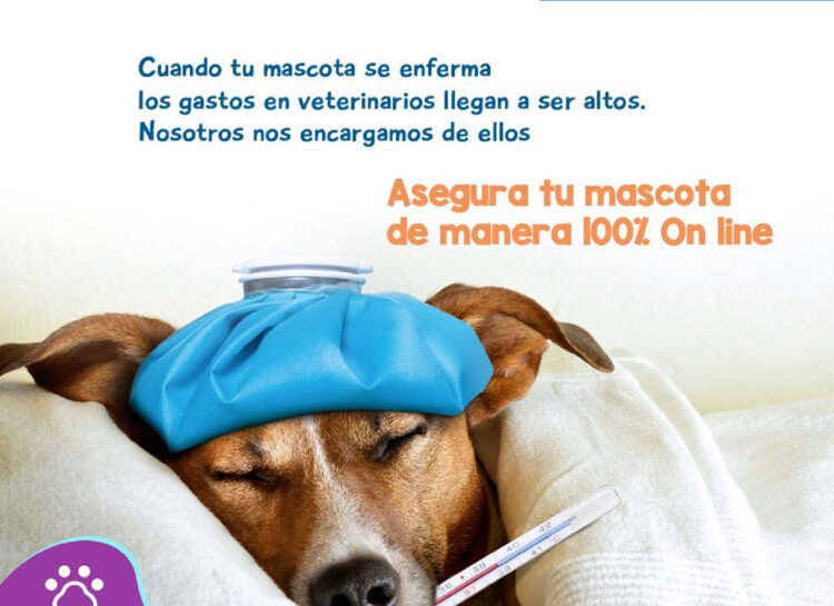 Lanzan seguro 100% digital para mascotas
