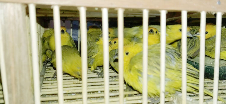 La venta de aves carece de control en las zonas tropicales del país