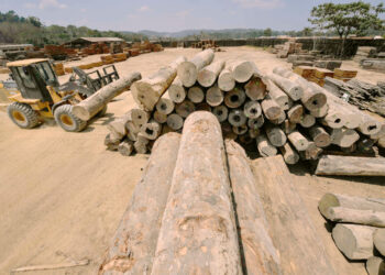 Madera: Sector muestra signos de recuperación con elevado crecimiento
