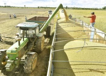 Ingreso de divisas por la exportación de soya creció en 64% hasta mayo