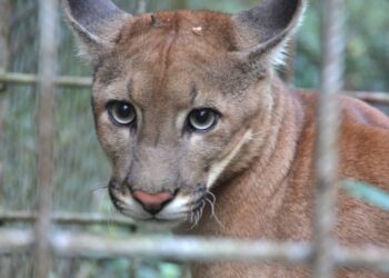 El parque Ambue Ari acoge a los tres pumas rescatados de la hacienda de Nállar