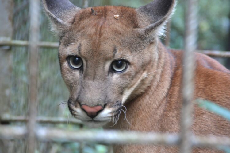 El parque Ambue Ari acoge a los tres pumas rescatados de la hacienda de Nállar