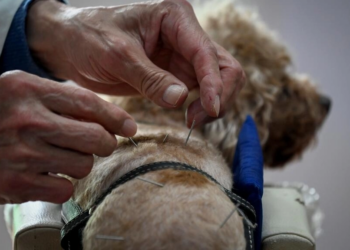 Acupuntura para animales, una tendencia creciente en Pekín